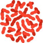 Lactobacillus Gasseri