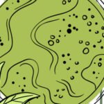 Greenselect Phytosme®